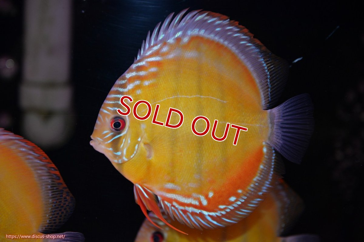 画像1: 【30周年記念セール対象個体】【ワイルドディスカス】【通販】【３年ぶりの入荷】ヤムンダローズレッド【個体販売】12-13cm（生体）ヤムンダ産 (1)