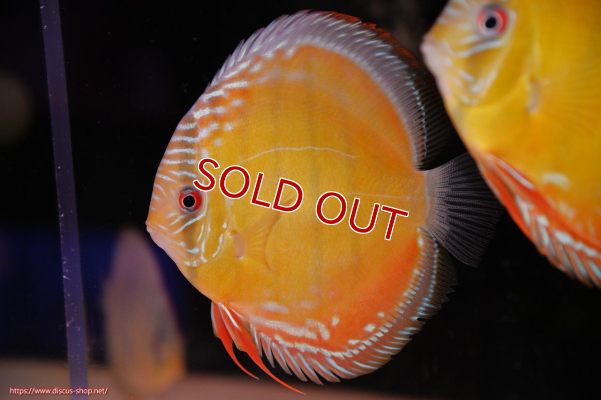 画像2: 【30周年記念セール対象個体】【ワイルドディスカス】【通販】【３年ぶりの入荷】ヤムンダローズレッド【個体販売】12-13cm（生体）ヤムンダ産 (2)