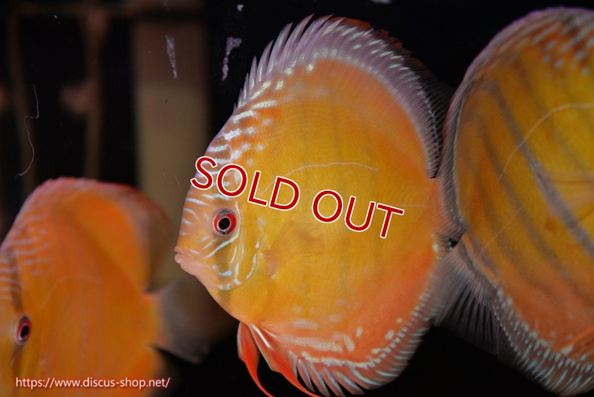 画像3: 【30周年記念セール対象個体】【ワイルドディスカス】【通販】【３年ぶりの入荷】ヤムンダローズレッド【個体販売】12-13cm（生体）ヤムンダ産 (3)