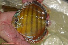 画像3: 【決算セール対象個体】【ワイルドディスカス】【通販】【３年ぶりの入荷】ヤムンダローズレッド【個体販売】12-13cm（生体）ヤムンダ産 (3)