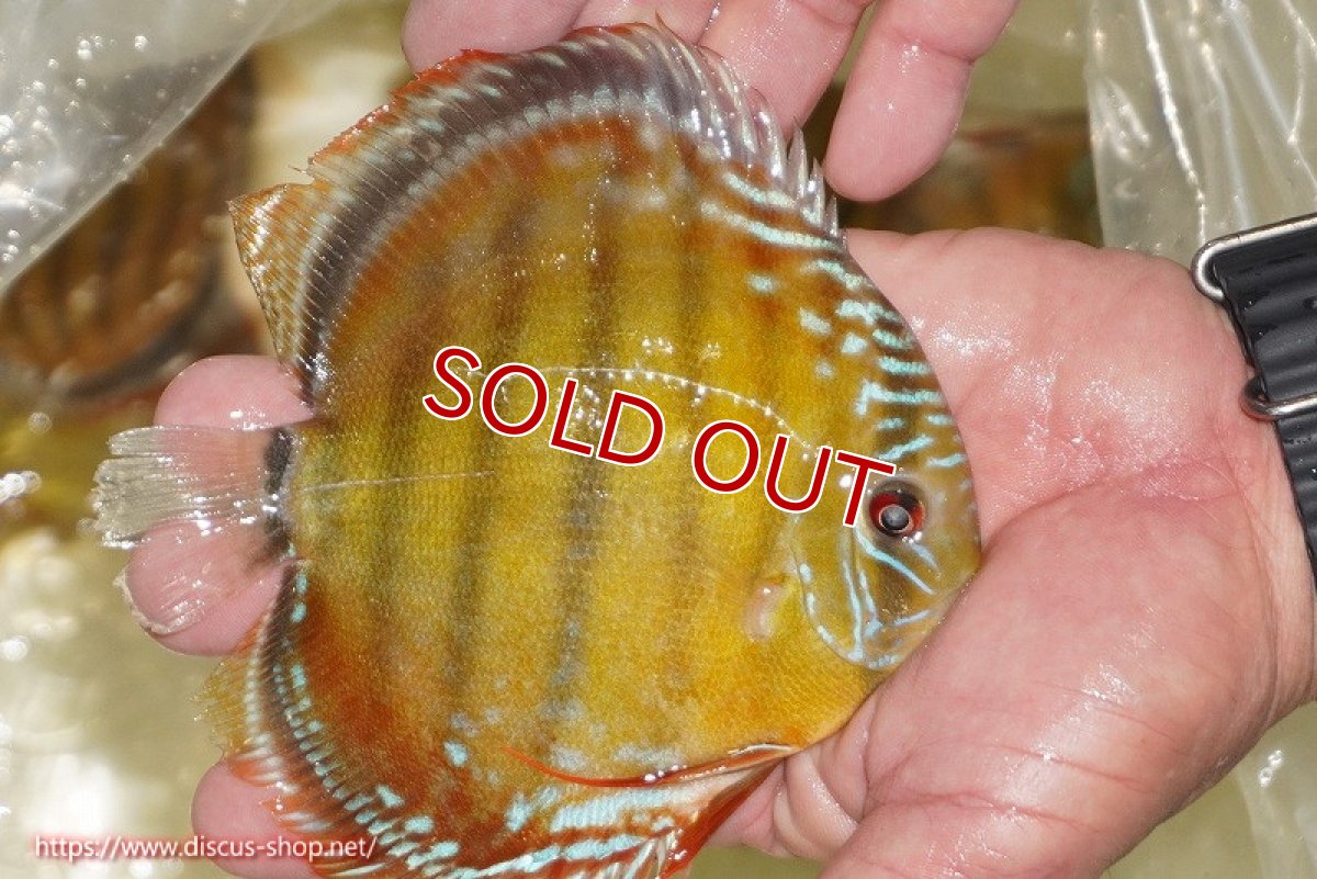 画像5: 【30周年記念セール対象個体】【ワイルドディスカス】【通販】【３年ぶりの入荷】ヤムンダローズレッド【個体販売】12-13cm（生体）ヤムンダ産 (5)