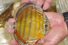 画像5: 【30周年記念セール対象個体】【ワイルドディスカス】【通販】【３年ぶりの入荷】ヤムンダローズレッド【個体販売】12-13cm（生体）ヤムンダ産 (5)