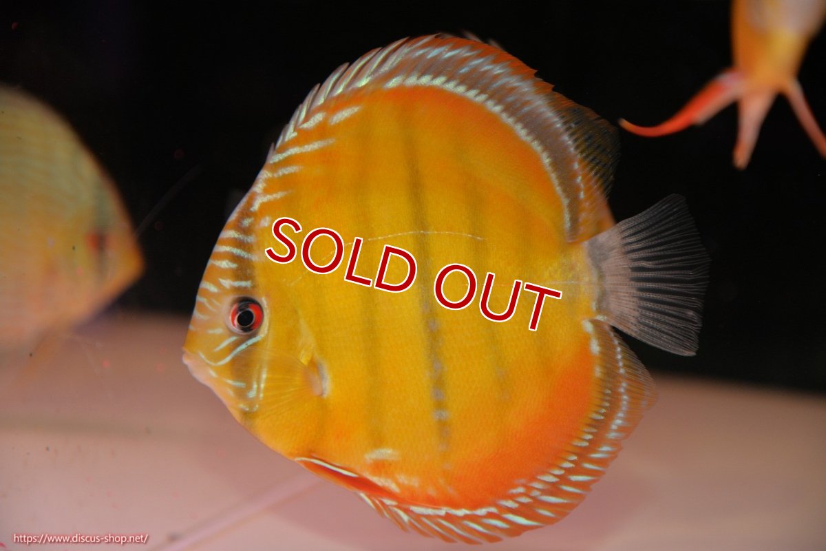 画像1: 【決算セール対象個体】【ワイルドディスカス】【通販】【３年ぶりの入荷】ヤムンダローズレッド【個体販売】12-13cm（生体）ヤムンダ産 (1)