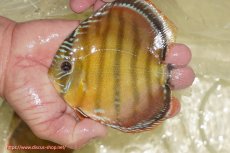 画像1: 【ワイルドディスカス】【通販】【３年ぶりの入荷】ヤムンダローズレッド【個体販売】14-16cm（生体）ヤムンダ産 (1)