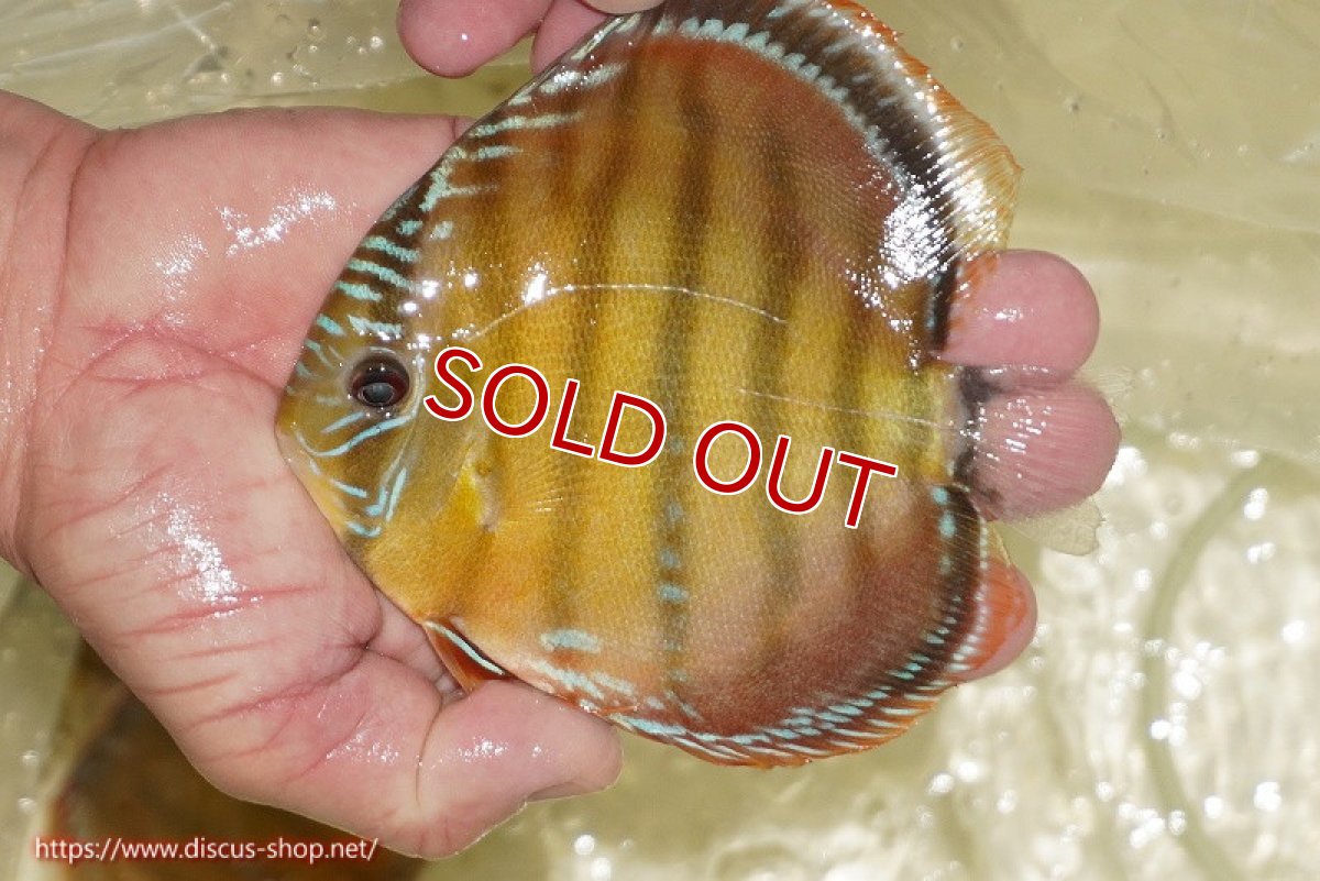 画像3: 【決算セール対象個体】【ワイルドディスカス】【通販】【３年ぶりの入荷】ヤムンダローズレッド【個体販売】12-13cm（生体）ヤムンダ産 (3)