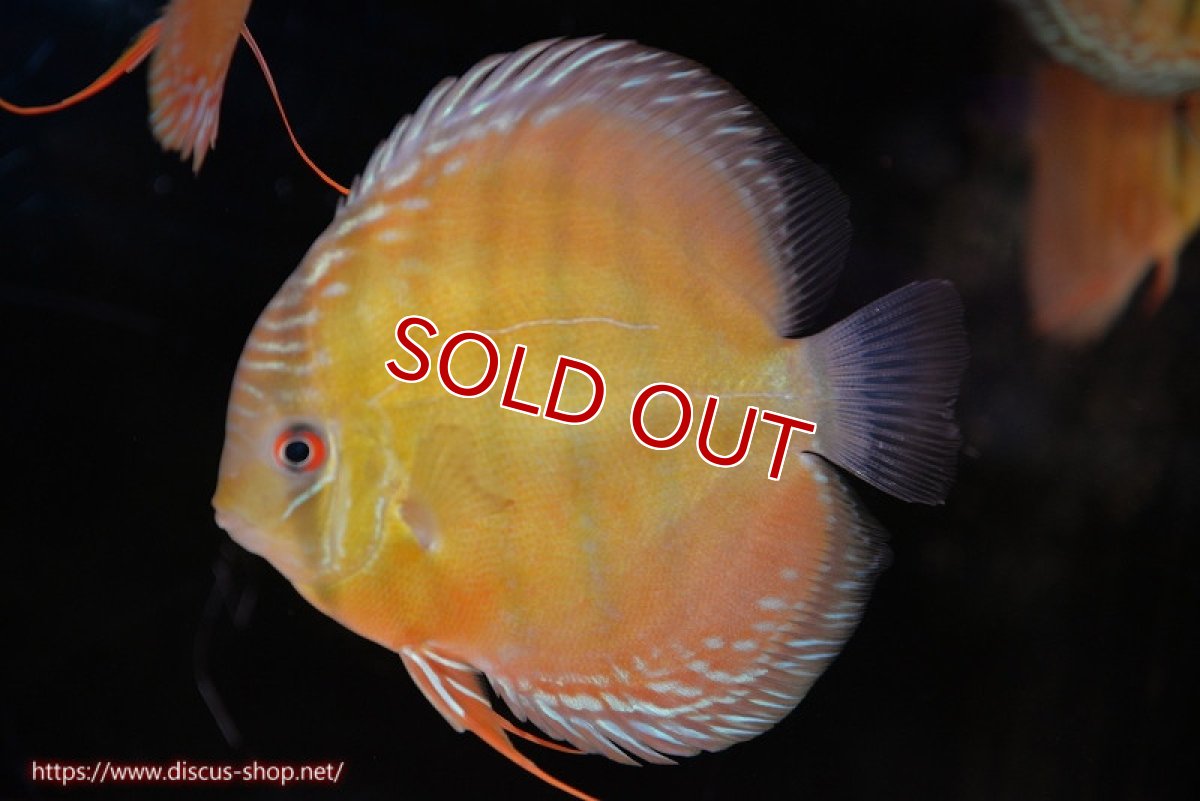 画像1: 【決算セール対象個体】【ワイルドディスカス】【通販】【３年ぶりの入荷】ヤムンダローズレッド【個体販売】12-13cm（生体）ヤムンダ産 (1)