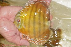 画像1: 【ワイルドディスカス】【通販】【３年ぶりの入荷】ヤムンダローズレッド【個体販売】14-16cm（生体）ヤムンダ産 (1)