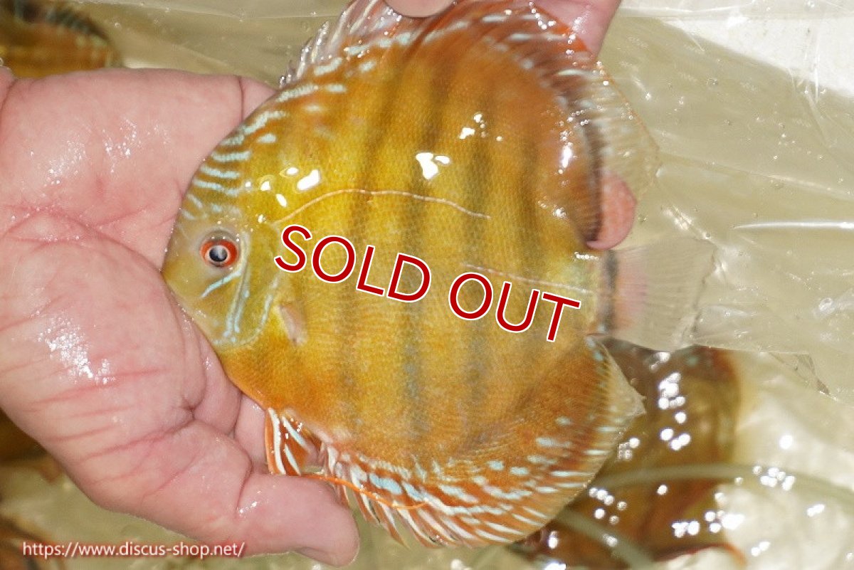 画像2: 【決算セール対象個体】【ワイルドディスカス】【通販】【３年ぶりの入荷】ヤムンダローズレッド【個体販売】12-13cm（生体）ヤムンダ産 (2)