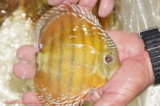 画像2: 【ワイルドディスカス】【通販】【３年ぶりの入荷】ヤムンダローズレッド【個体販売】14-16cm（生体）ヤムンダ産 (2)