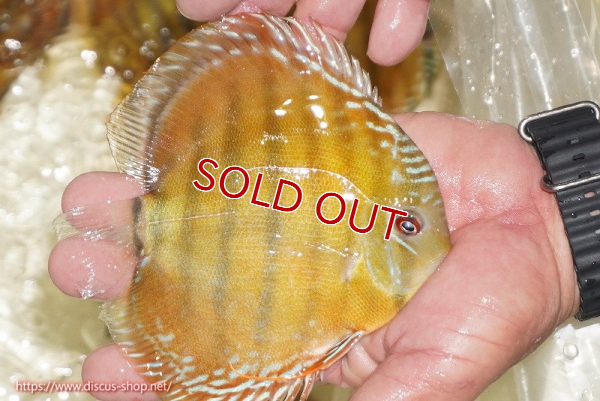 画像3: 【決算セール対象個体】【ワイルドディスカス】【通販】【３年ぶりの入荷】ヤムンダローズレッド【個体販売】12-13cm（生体）ヤムンダ産 (3)