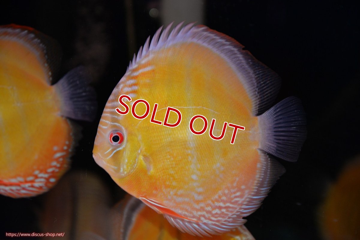 画像1: 【決算セール対象個体】【ワイルドディスカス】【通販】【３年ぶりの入荷】ヤムンダローズレッド【個体販売】12-13cm（生体）ヤムンダ産 (1)