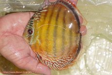 画像1: 【ワイルドディスカス】【通販】【３年ぶりの入荷】ヤムンダローズレッド【個体販売】14-16cm（生体）ヤムンダ産 (1)