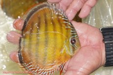 画像2: 【ワイルドディスカス】【通販】【３年ぶりの入荷】ヤムンダローズレッド【個体販売】14-16cm（生体）ヤムンダ産 (2)