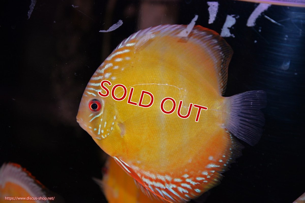 画像1: 【30周年記念セール対象個体】【ワイルドディスカス】【通販】【３年ぶりの入荷】ヤムンダローズレッド【個体販売】12-13cm（生体）ヤムンダ産 (1)