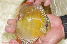 画像2: 【ワイルドディスカス】【通販】【３年ぶりの入荷】ヤムンダローズレッド【個体販売】14-16cm（生体）ヤムンダ産 (2)