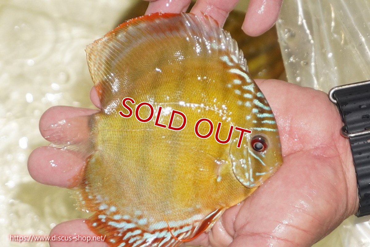 画像3: 【30周年記念セール対象個体】【ワイルドディスカス】【通販】【３年ぶりの入荷】ヤムンダローズレッド【個体販売】12-13cm（生体）ヤムンダ産 (3)