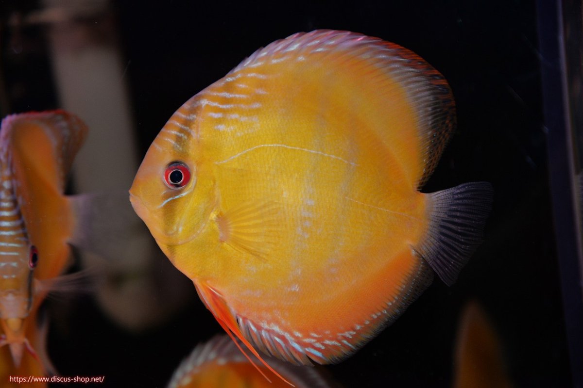 画像1: 【決算セール対象個体】【ワイルドディスカス】【通販】【３年ぶりの入荷】ヤムンダローズレッド【個体販売】12-13cm（生体）ヤムンダ産 (1)