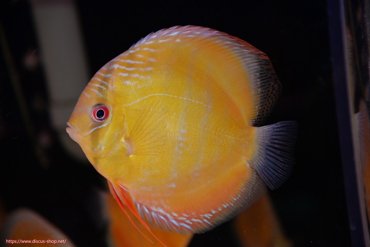 画像2: 【決算セール対象個体】【ワイルドディスカス】【通販】【３年ぶりの入荷】ヤムンダローズレッド【個体販売】12-13cm（生体）ヤムンダ産 (2)