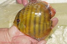 画像3: 【決算セール対象個体】【ワイルドディスカス】【通販】【３年ぶりの入荷】ヤムンダローズレッド【個体販売】12-13cm（生体）ヤムンダ産 (3)