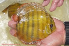 画像5: 【30周年記念セール対象個体】【ワイルドディスカス】【通販】【３年ぶりの入荷】ヤムンダローズレッド【個体販売】12-13cm（生体）ヤムンダ産 (5)