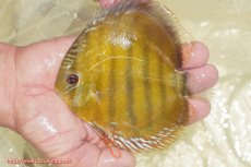 画像1: 【ワイルドディスカス】【通販】【３年ぶりの入荷】ヤムンダローズレッド【個体販売】14-16cm（生体）ヤムンダ産 (1)