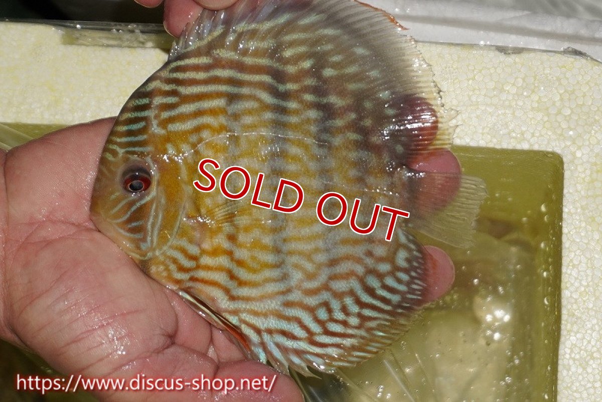 画像1: 【ワイルドディスカス】【通販】ヤムンダスーパーロイヤル【個体販売】15cm（生体）ヤムンダ産 (1)