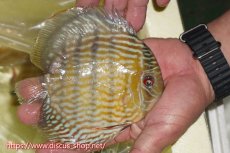 画像2: 【ワイルドディスカス】【通販】ヤムンダスーパーロイヤル【個体販売】15cm（生体）ヤムンダ産 (2)