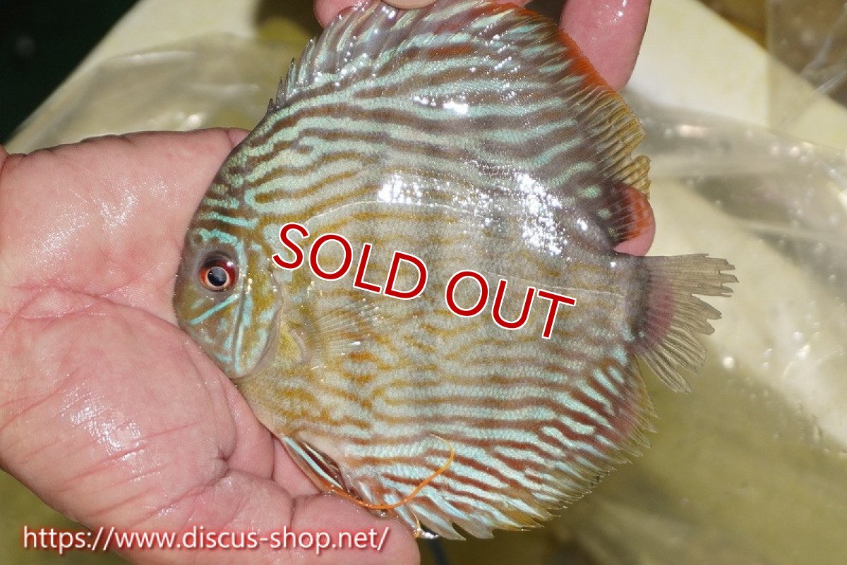 画像1: 【ワイルドディスカス】【通販】ヤムンダスーパーロイヤル【個体販売】15cm（生体）ヤムンダ産 (1)