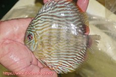 画像1: 【ワイルドディスカス】【通販】ヤムンダスーパーロイヤル【個体販売】15cm（生体）ヤムンダ産 (1)