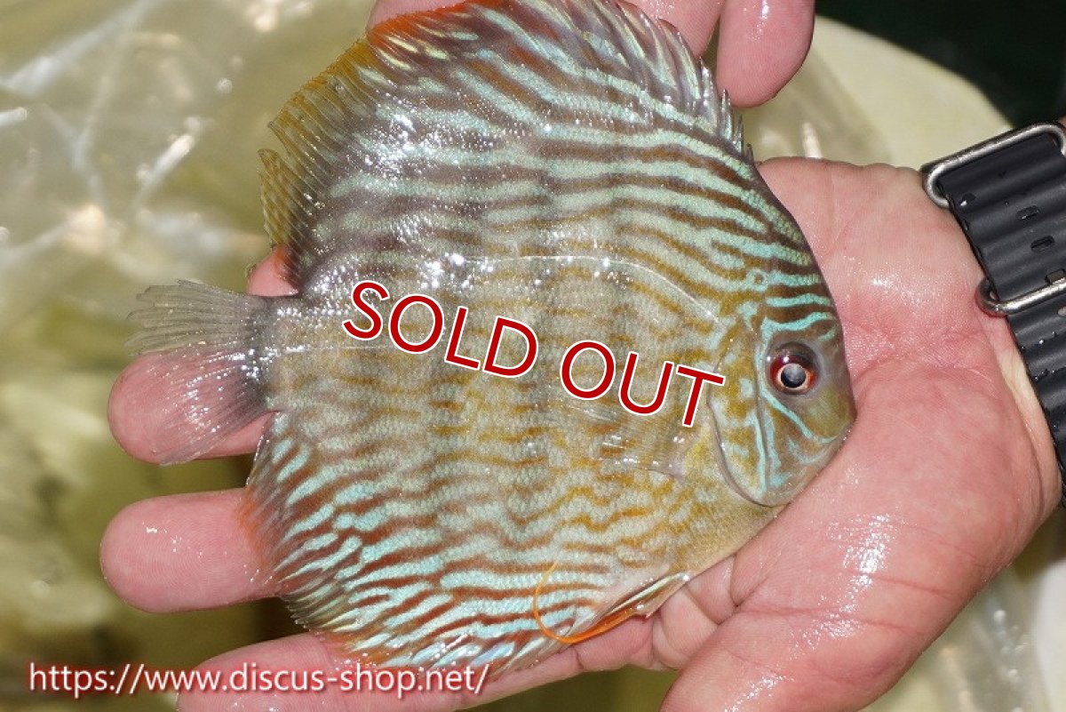 画像2: 【ワイルドディスカス】【通販】ヤムンダスーパーロイヤル【個体販売】15cm（生体）ヤムンダ産 (2)