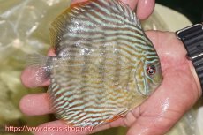 画像3: 【ワイルドディスカス】【通販】ヤムンダスーパーロイヤル【個体販売】15cm（生体）ヤムンダ産 (3)