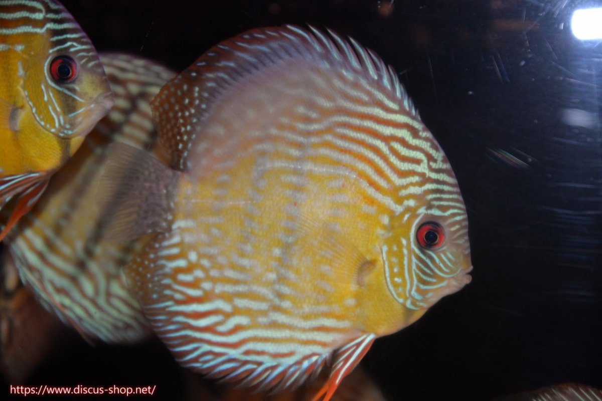 画像1: 【30周年記念セール対象個体】【ワイルドディスカス】【通販】ヤムンダロイヤル【個体販売】14-15cm（生体）ヤムンダ産 (1)