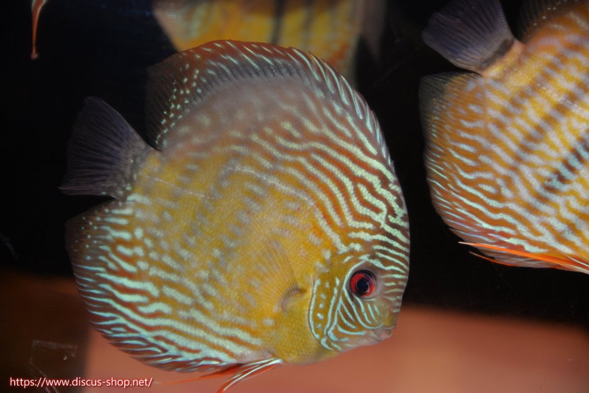 画像2: 【30周年記念セール対象個体】【ワイルドディスカス】【通販】ヤムンダロイヤル【個体販売】14-15cm（生体）ヤムンダ産 (2)