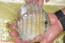 画像4: 【30周年記念セール対象個体】【ワイルドディスカス】【通販】ヤムンダロイヤル【個体販売】14-15cm（生体）ヤムンダ産 (4)