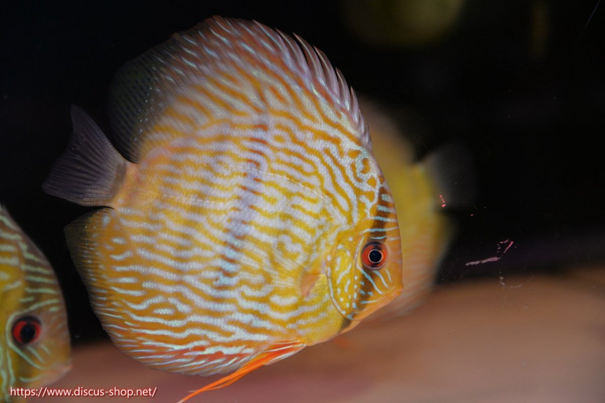 画像1: 【30周年記念セール対象個体】【ワイルドディスカス】【通販】ヤムンダロイヤル【個体販売】14-15cm（生体）ヤムンダ産 (1)