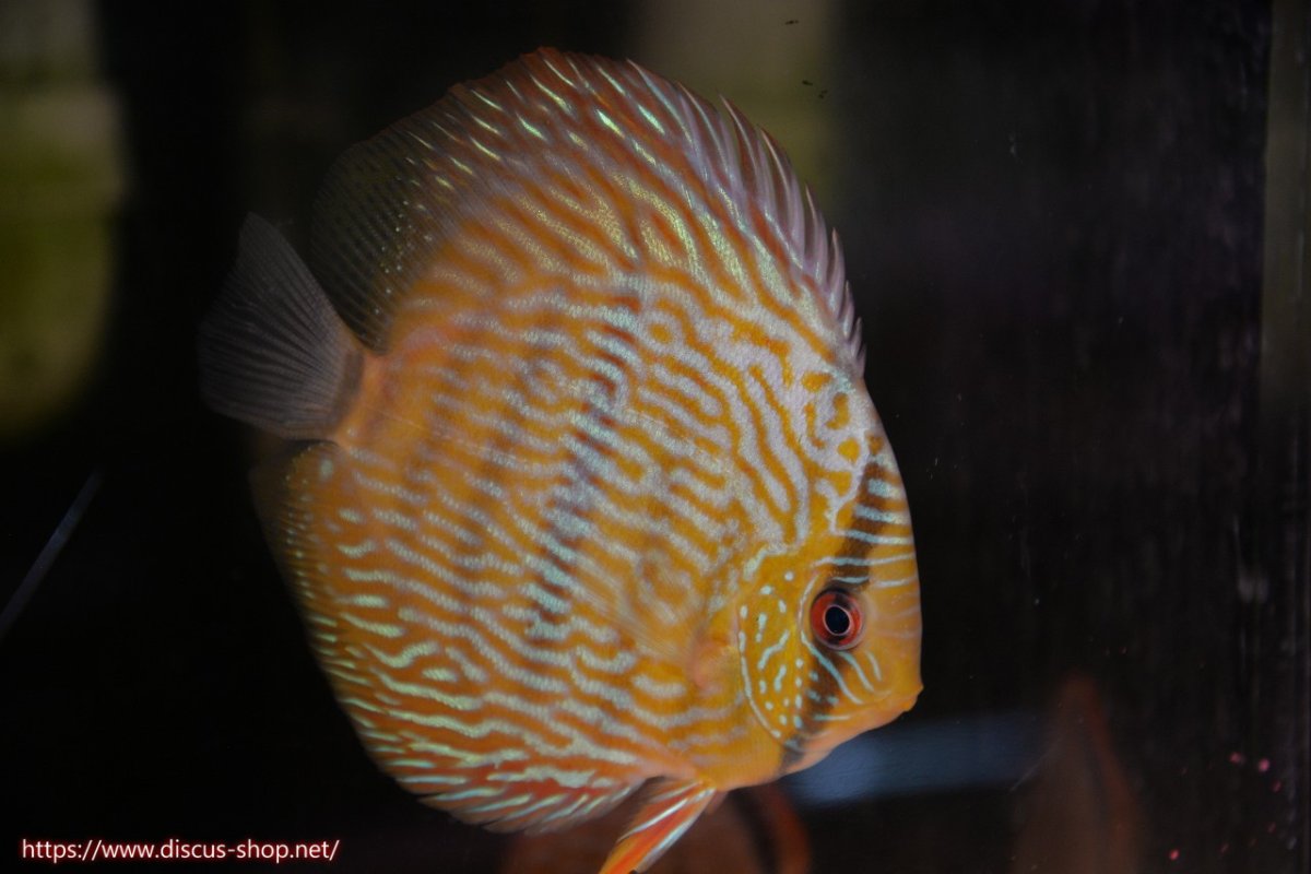 画像2: 【30周年記念セール対象個体】【ワイルドディスカス】【通販】ヤムンダロイヤル【個体販売】14-15cm（生体）ヤムンダ産 (2)