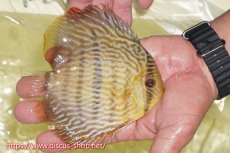 画像2: 【ワイルドディスカス】【通販】ヤムンダロイヤル【個体販売】14-15cm（生体）ヤムンダ産 (2)