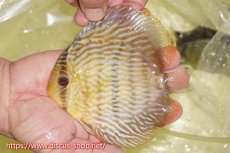 画像3: 【30周年記念セール対象個体】【ワイルドディスカス】【通販】ヤムンダロイヤル【個体販売】14-15cm（生体）ヤムンダ産 (3)