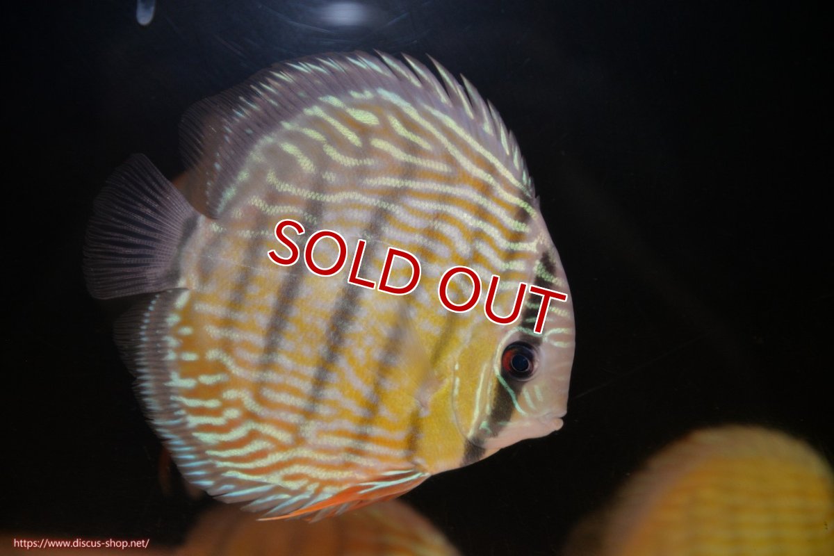 画像1: 【ワイルドディスカス】【通販】ヤムンダロイヤル【個体販売】14-15cm（生体）ヤムンダ産 (1)