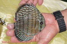 画像2: 【ワイルドディスカス】【通販】ヤムンダロイヤル【個体販売】14-15cm（生体）ヤムンダ産 (2)