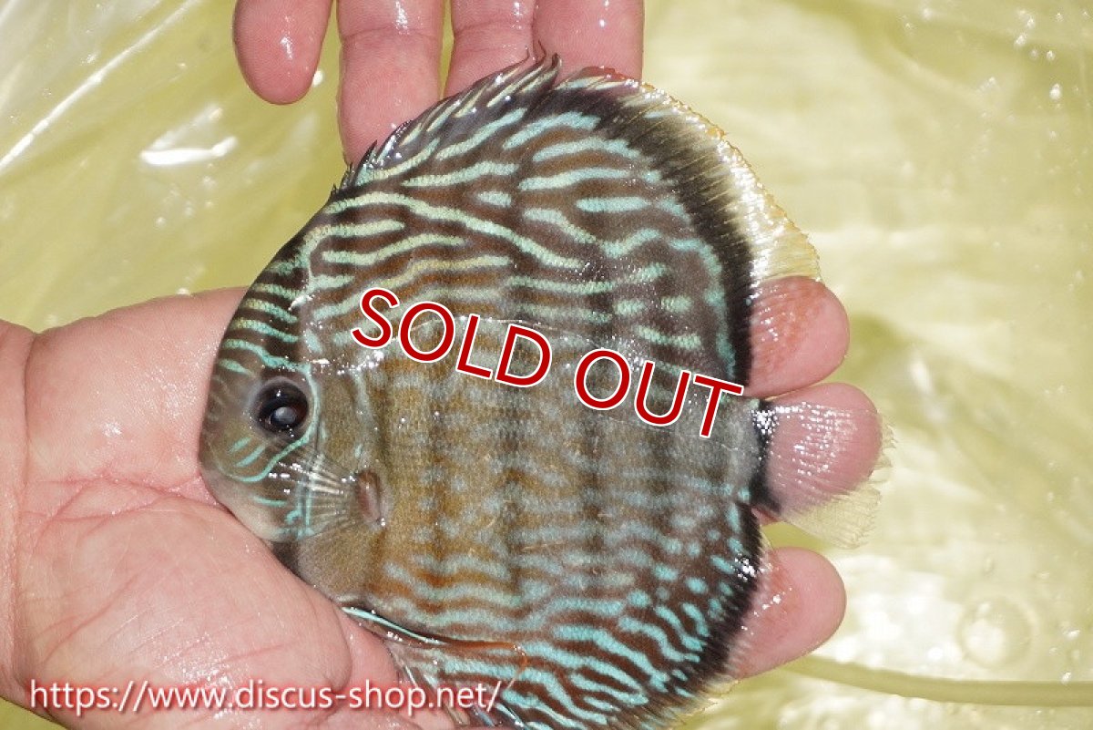 画像3: 【ワイルドディスカス】【通販】ヤムンダロイヤル【個体販売】14-15cm（生体）ヤムンダ産 (3)