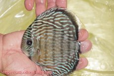 画像3: 【ワイルドディスカス】【通販】ヤムンダロイヤル【個体販売】14-15cm（生体）ヤムンダ産 (3)