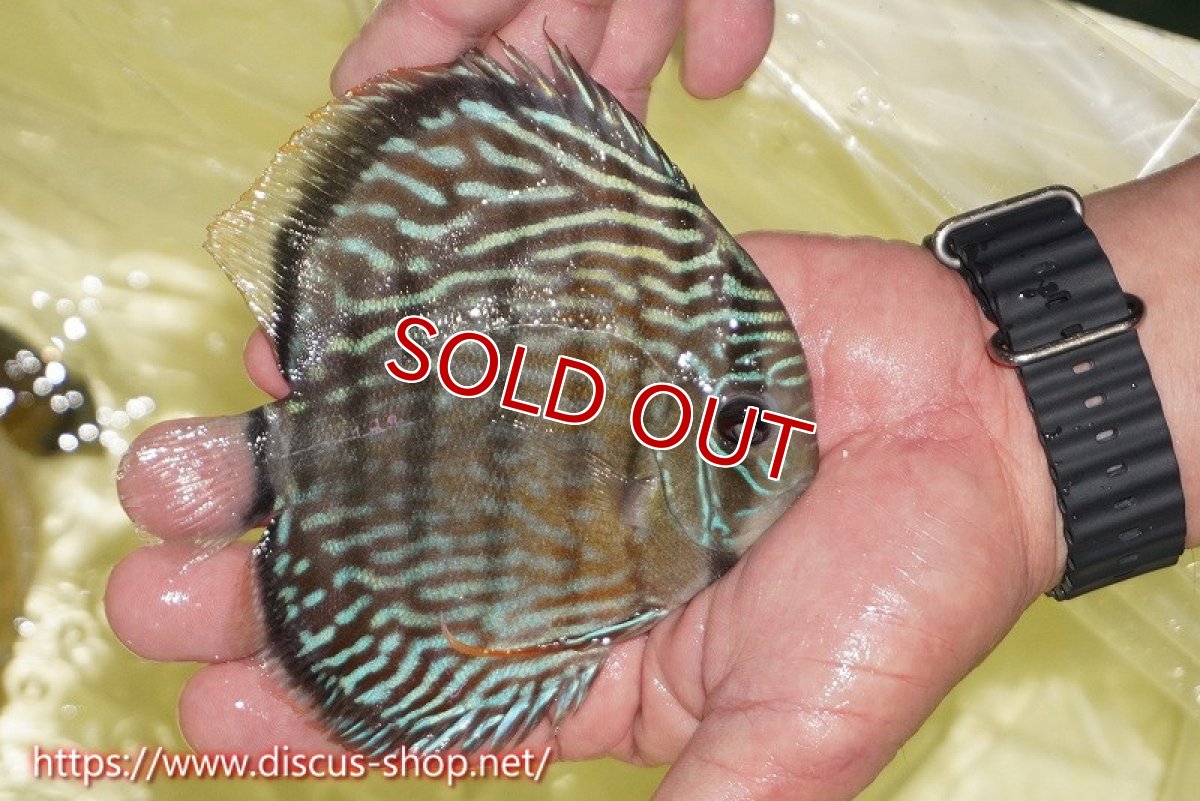 画像4: 【ワイルドディスカス】【通販】ヤムンダロイヤル【個体販売】14-15cm（生体）ヤムンダ産 (4)