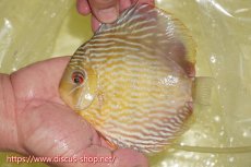 画像1: 【ワイルドディスカス】【通販】ヤムンダロイヤル【個体販売】14-15cm（生体）ヤムンダ産 (1)