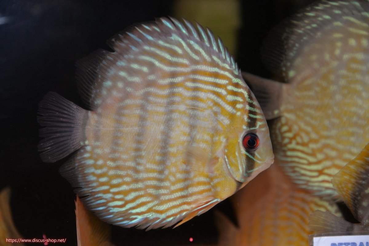 画像2: 【30周年記念セール対象個体】【ワイルドディスカス】【通販】ヤムンダロイヤル【個体販売】14-15cm（生体）ヤムンダ産 (2)