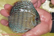 画像5: 【30周年記念セール対象個体】【ワイルドディスカス】【通販】ヤムンダロイヤル【個体販売】14-15cm（生体）ヤムンダ産 (5)