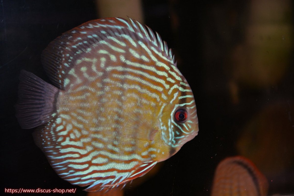 画像1: 【30周年記念セール対象個体】【ワイルドディスカス】【通販】ヤムンダロイヤル【個体販売】14-15cm（生体）ヤムンダ産 (1)