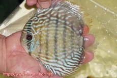 画像1: 【ワイルドディスカス】【通販】ヤムンダロイヤル【個体販売】14-15cm（生体）ヤムンダ産 (1)