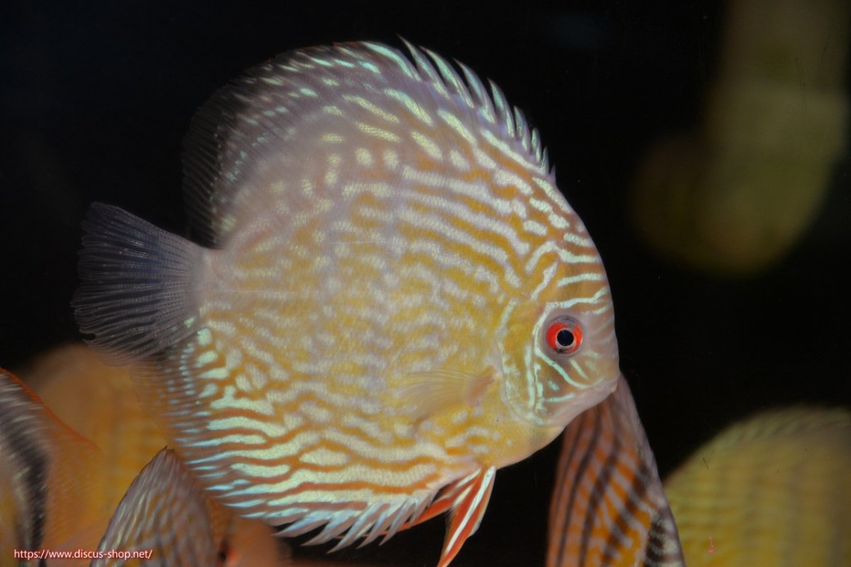 画像3: 【30周年記念セール対象個体】【ワイルドディスカス】【通販】ヤムンダロイヤル【個体販売】14-15cm（生体）ヤムンダ産 (3)