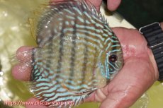 画像5: 【30周年記念セール対象個体】【ワイルドディスカス】【通販】ヤムンダロイヤル【個体販売】14-15cm（生体）ヤムンダ産 (5)